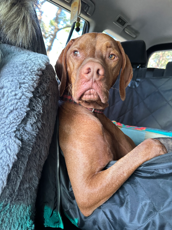 Rupert the Vizsla Greeting Card