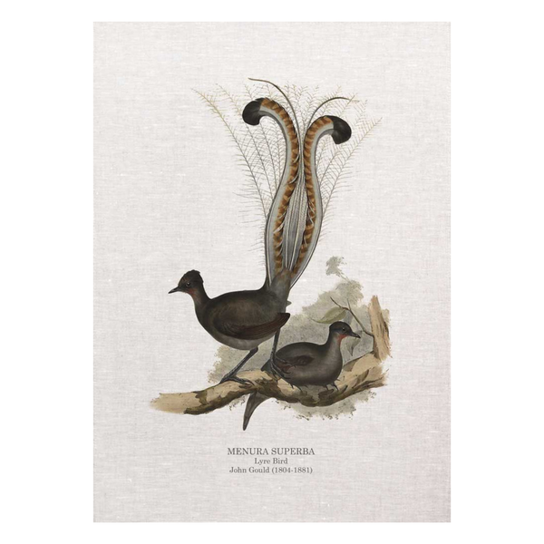 Lyre Bird MENURA SUPERBA John Gould Tea Towel