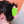 Princess Frog Hair Claw Clip
