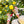 Ladybird Garden Gloves