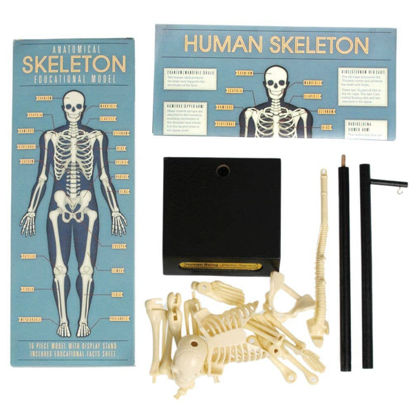 Skeleton Model