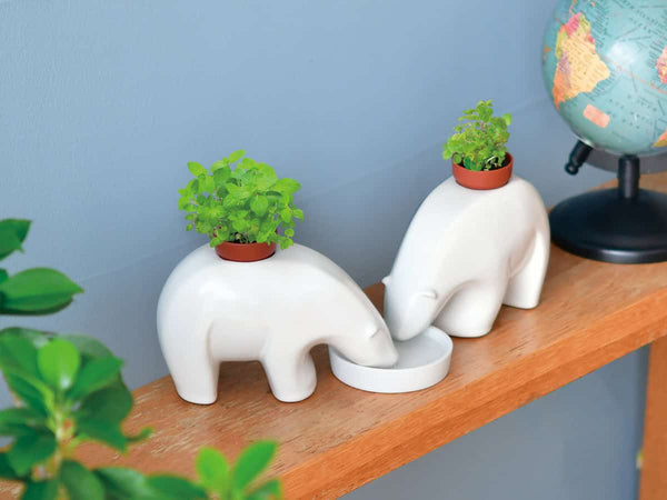 Polar Bear Plant – Mint