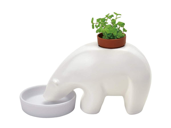 Polar Bear Plant – Mint