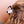 Bin Chicken Hair Claw Clip